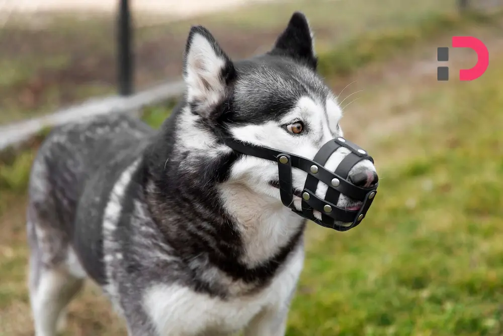 پوزه بند سگ: ابزاری برای تغییر، نه محدودیت | راهنمای پت‌شاپ آنلاین پتدونی برای اصلاح رفتارهای چالش‌برانگیز 1404